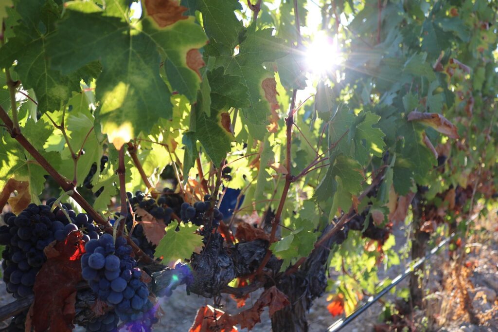 Ribera del Duero y sus vinos